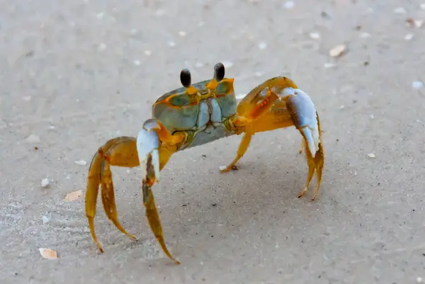 Crabe Fantôme Atlantique Ocypode Quadrata Plage Océan Floride États Unis — Photo