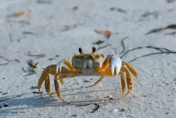 Atlantic Ghost Crab Ocypode Quadrata Ocean Beach Florida Usa — Stock Photo, Image