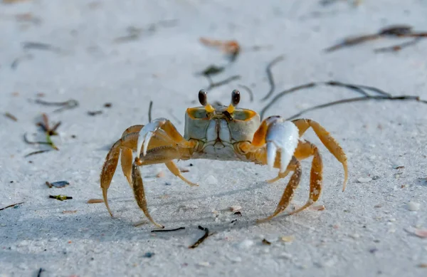 Atlantic Ghost Crab Ocypode Quadrata Ocean Beach Florida Usa — Stock Photo, Image
