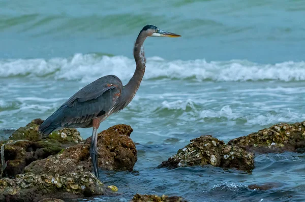 Blaureiher Egretta Caerulea Einem Teich Zentralflorida Florida — Stockfoto