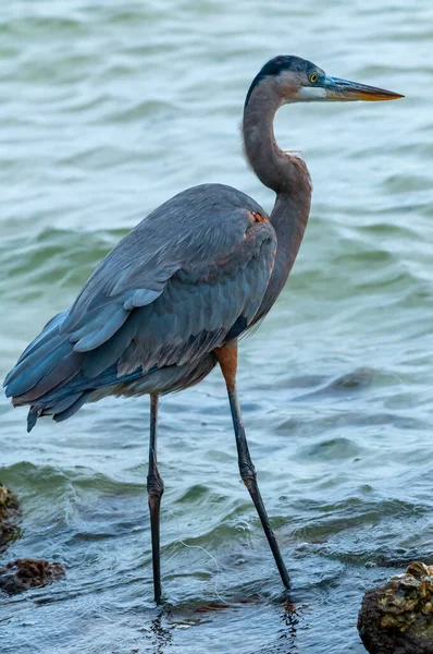 Blue Heron Egretta Caerulea Uma Lagoa Central Flórida Florida — Fotografia de Stock