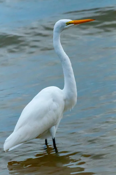 The bird hunts in shallow water, A Great Egret (Ardea alba), Florida