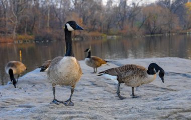 Kanada kazı (Branta canadensis), New York, Manhattan Park 'taki gölde dinlenir.