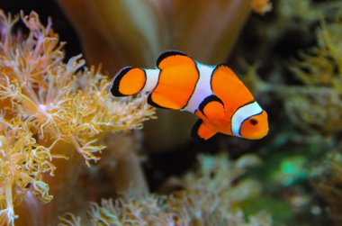 Palyaço balığı (Amphiprion ocellaris) anemonların dokunaçları, balık ve anemonların ortak yaşamı arasında yüzer.