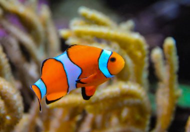 Palyaço balığı (Amphiprion ocellaris) anemonların dokunaçları, balık ve anemonların ortak yaşamı arasında yüzer.