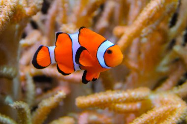 Palyaço balığı (Amphiprion ocellaris) anemonların dokunaçları, balık ve anemonların ortak yaşamı arasında yüzer.