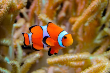 Palyaço balığı (Amphiprion ocellaris) anemonların dokunaçları, balık ve anemonların ortak yaşamı arasında yüzer.