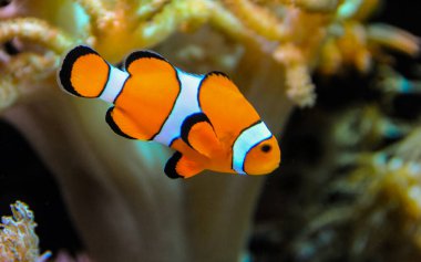 Palyaço balığı (Amphiprion ocellaris) anemonların dokunaçları, balık ve anemonların ortak yaşamı arasında yüzer.