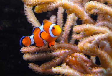 Palyaço balığı (Amphiprion ocellaris) anemonların dokunaçları, balık ve anemonların ortak yaşamı arasında yüzer.