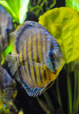 (Symphysodon aequifascilatus) Akvaryumdaki büyük tatlı su balığı