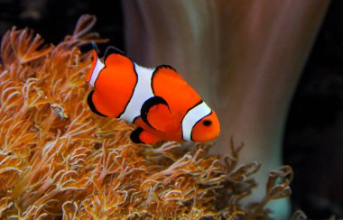 Palyaço balığı (Amphiprion ocellaris) anemonların dokunaçları, balık ve anemonların ortak yaşamı arasında yüzer.
