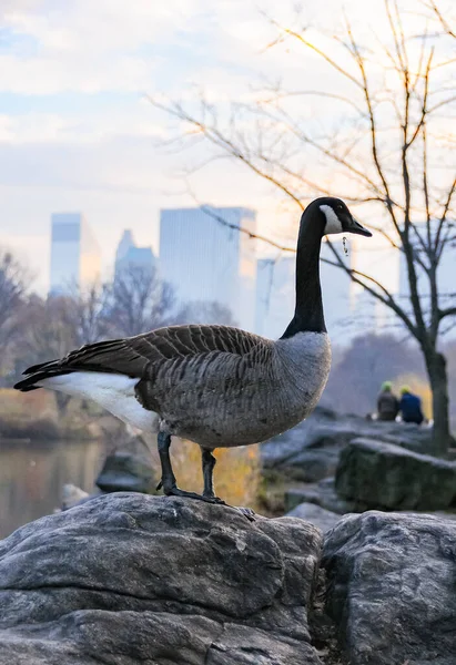 Kanada Kazı Branta Canadensis New York Manhattan Park Taki Gölde — Stok fotoğraf