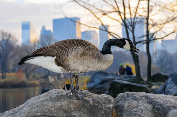 Ganso Canadá Branta Canadensis Pássaros Descansam Lago Manhattan Park Nova — Fotografia de Stock