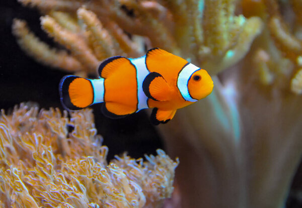 Clown fish, Anemonefish (Amphiprion ocellaris) swim among the tentacles of anemones, symbiosis of fish and anemones