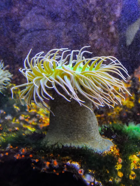 巨大的绿色海葵或 Anthopleura 在一个海洋水族馆 — 图库照片