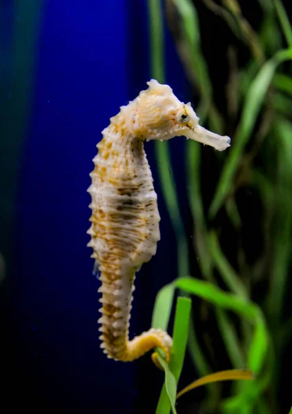 Tengeri Csikóhal Egy Nagy Akváriumban Óceánban — Stock Fotó