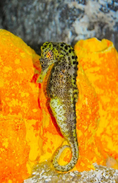 Tengeri Csikóhal Egy Nagy Akváriumban Óceánban — Stock Fotó