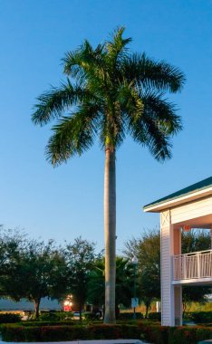 Florida 'da evin yanında yumuşak bir gövdesi olan büyük bir palmiye ağacı.