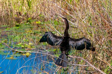 Bir Anhinga (Anhinga anhinga), Florida 'da bir dalda kanatlarını kurutan bir su kuşu.