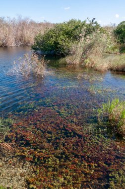 Sahilde ve Florida 'daki Okefenoke Ulusal Parkı' nda bir tatlı su gölünün sularında su ve bataklık bitkileri.