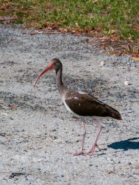 Birds USA 'de. Beyaz aynaklar (Eudocimus albus), Florida 'da yaşayan koyu renkli çocuk..