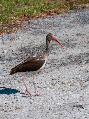 Birds USA 'de. Beyaz aynaklar (Eudocimus albus), Florida 'da yaşayan koyu renkli çocuk..