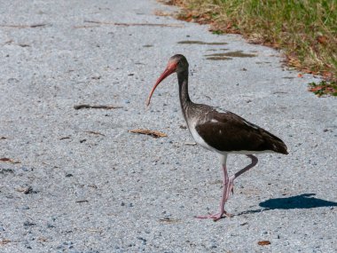 Birds USA 'de. Beyaz aynaklar (Eudocimus albus), Florida 'da yaşayan koyu renkli çocuk..