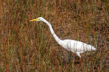 Büyük Akbalıkçıl (Ardea alba), Florida, bataklıkta kuş avı. ABD Kuşları. 