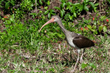 Birds USA 'de. Beyaz aynaklar (Eudocimus albus), Florida 'da yaşayan koyu renkli çocuk.