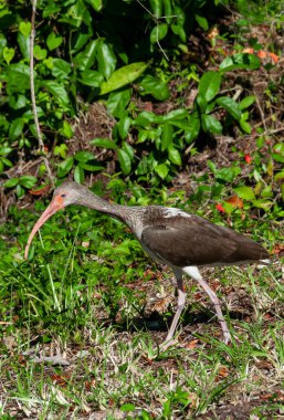Birds USA 'de. Beyaz aynaklar (Eudocimus albus), Florida 'da yaşayan koyu renkli çocuk.