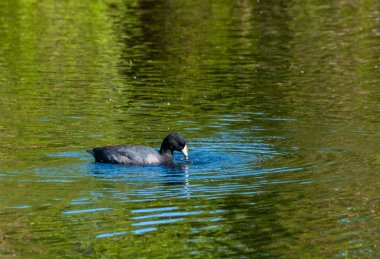 Mor Gallinule (Porphyrio martinicus), Güney Florida 'da bir gölde yüzen kuşlar.