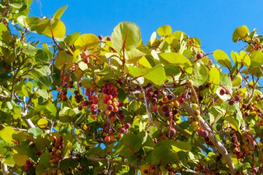 Deniz Üzümü 'nün (Coccoloba uvifera) yakın çekimi, Güney Florida' da bir ağacın meyvesi.