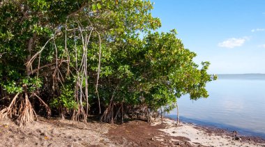 Florida 'da Meksika Körfezi kıyısındaki Mangrovlar