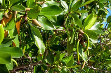 Florida 'da Meksika Körfezi kıyısında yetişen Long Seed Mangroves
