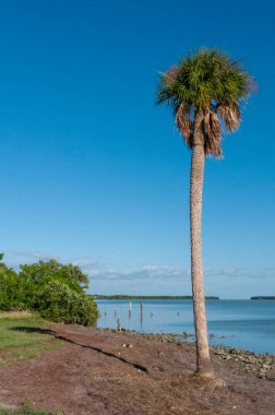 Florida 'da Meksika Körfezi kıyısında yalnız bir palmiye ağacı.
