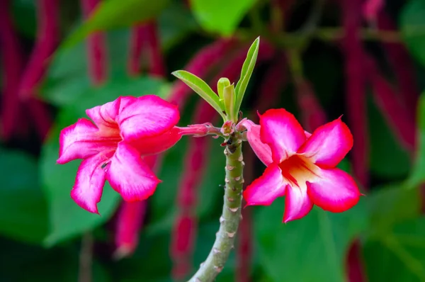 Rózsaszín Virág Közelről Catharnthus Rseus Florida — Stock Fotó