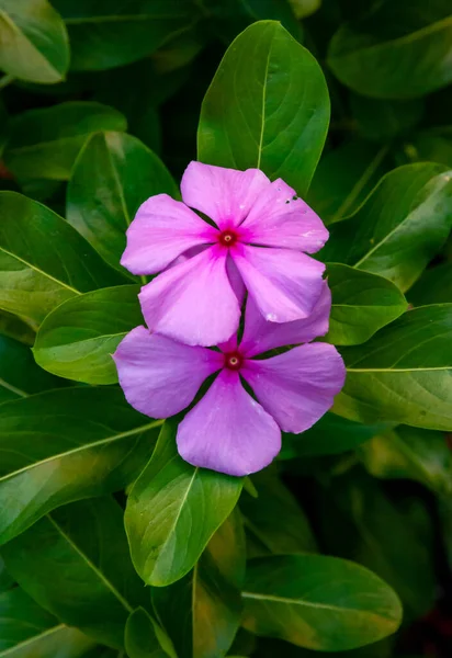Rózsaszín Virág Közelről Catharnthus Rseus Florida — Stock Fotó