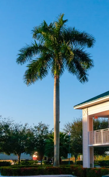佛罗里达州 大棕榈树 房子附近有一个光滑的树干 — 图库照片