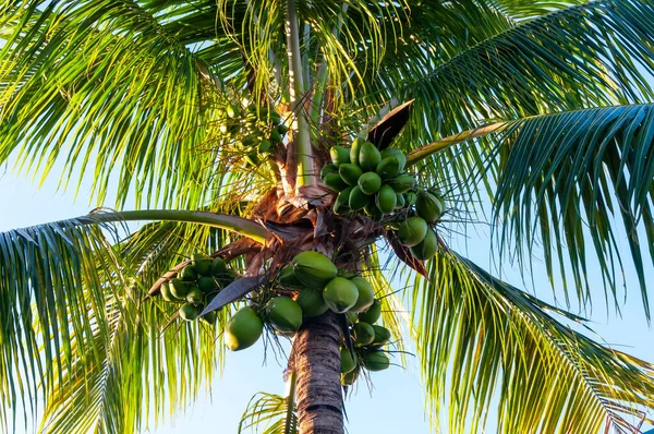 Large coconut tree with green coconuts against the sky, Florida