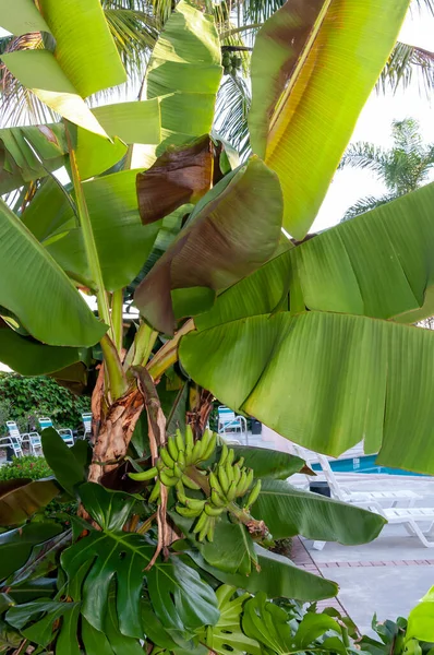 Bananeira Com Frutas Verdes Contra Céu Flórida — Fotografia de Stock