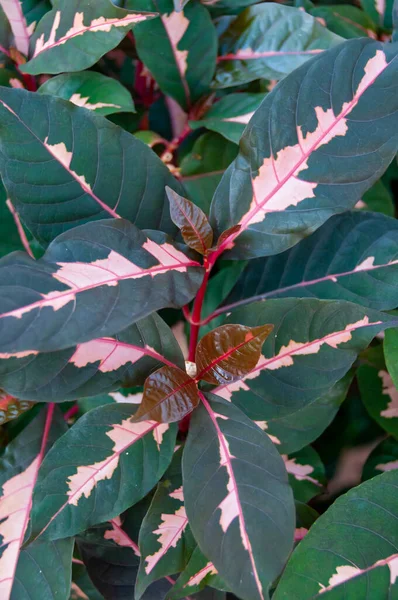 Graptophyllum Pictum Tricolor Plantes Aux Feuilles Colorées Intérieur Jardin Floride — Photo
