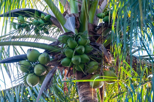 Stora Kokosnötsträd Med Gröna Kokosnötter Mot Himlen Florida — Stockfoto