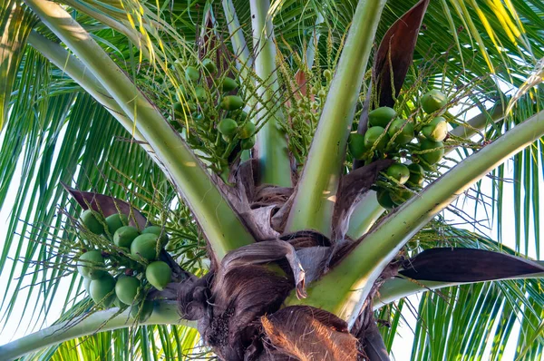 Stora Kokosnötsträd Med Gröna Kokosnötter Mot Himlen Florida — Stockfoto