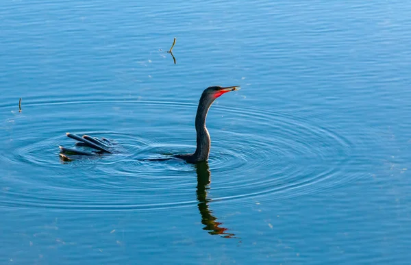 Ein Anhinga Anhinga Anhinga Wasservögel Fischen Unter Wasser Einem See — Stockfoto