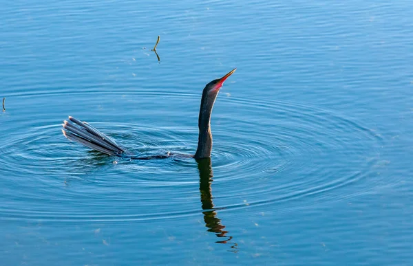 Anhinga Anhinga Anhinga Ptactwo Wodne Łowiące Pod Wodą Jeziorze Florydzie — Zdjęcie stockowe