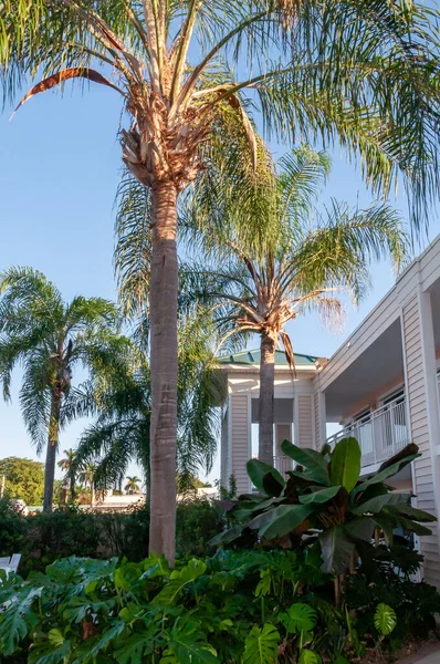 佛罗里达州 大棕榈树 房子附近有一个光滑的树干 — 图库照片