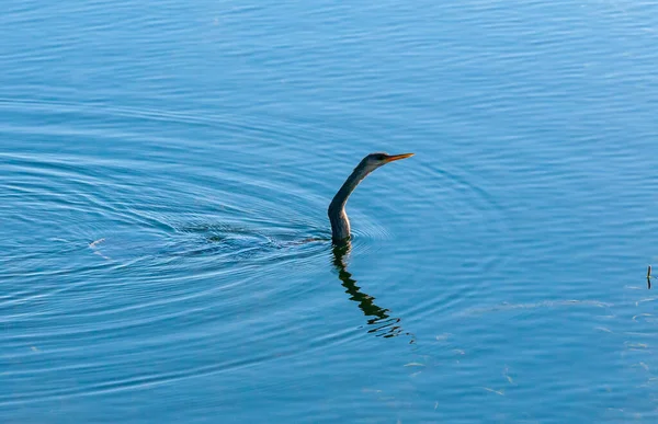 Una Anhinga Anhinga Anhinga Pesca Aves Acuáticas Bajo Agua Lago —  Fotos de Stock