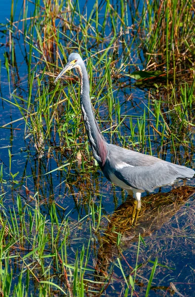 Blue Heron Egretta Caerulea Dans Étang Centre Floride Floride — Photo