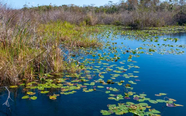 Vodní Bažinatá Vegetace Břehu Vodě Sladkovodního Jezera Národním Parku Okefenoke — Stock fotografie