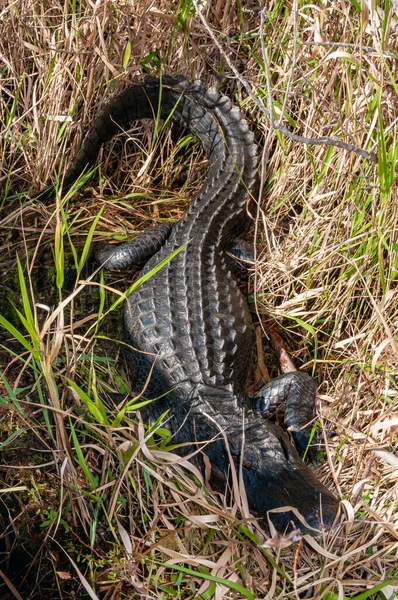 Caimán Americano Salvaje Alligator Mississippiensis Nada Lenta Silenciosamente Través —  Fotos de Stock